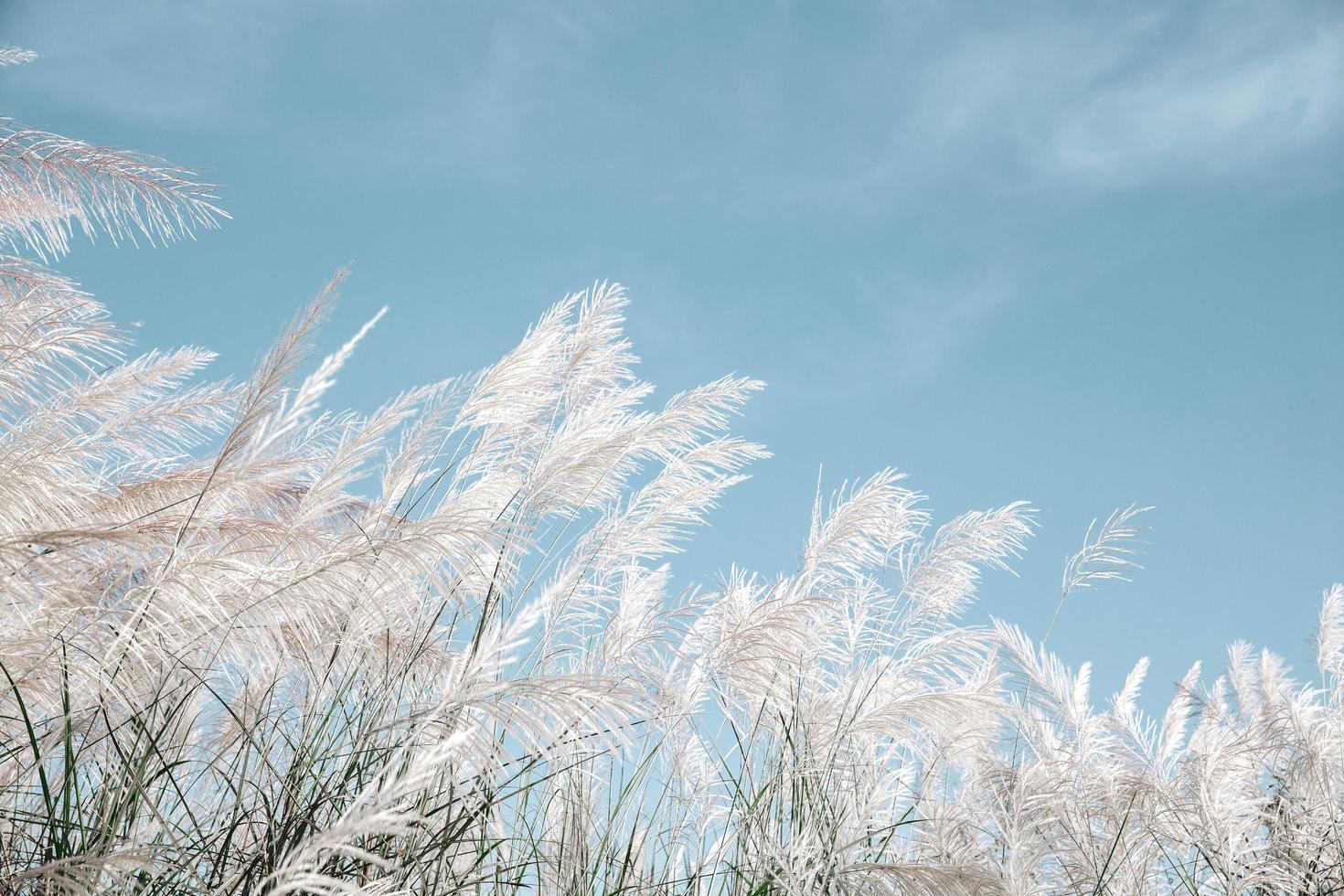 grayish grass flower is blown by the wind on blue sky background photo