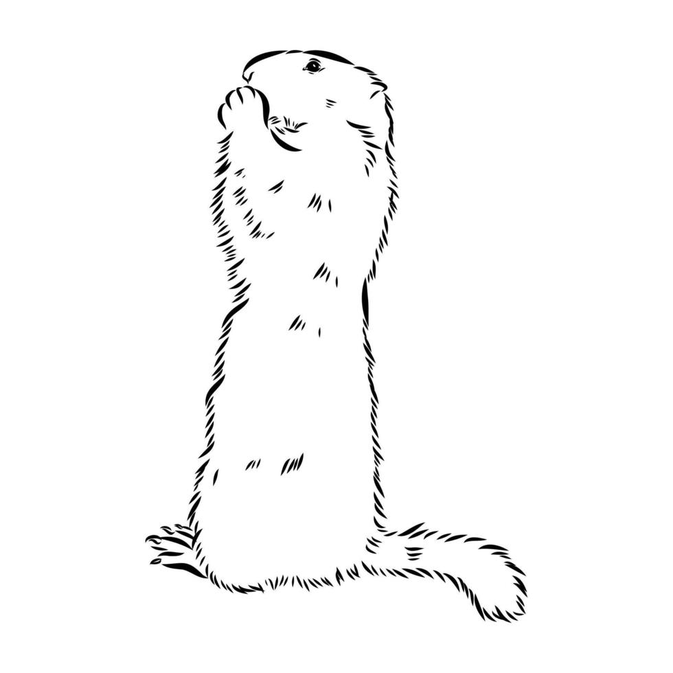 bosquejo del vector de la marmota