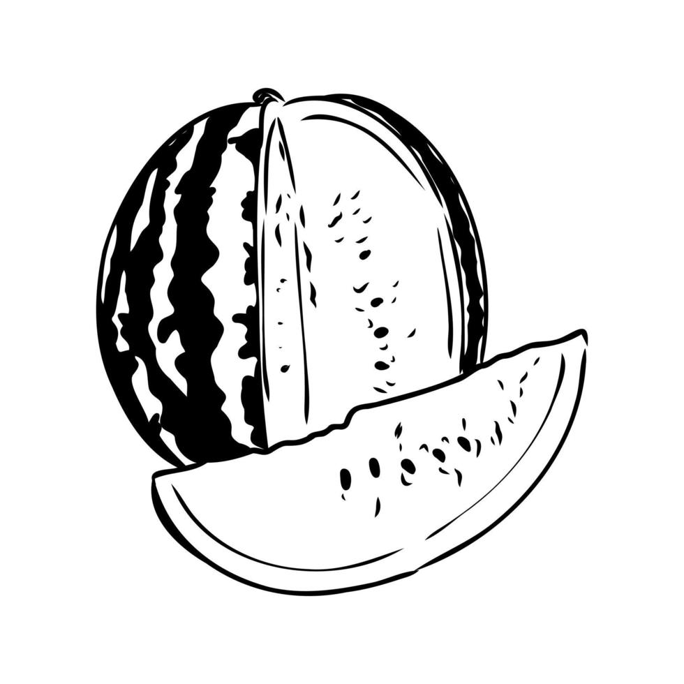 watermelon vector sketch