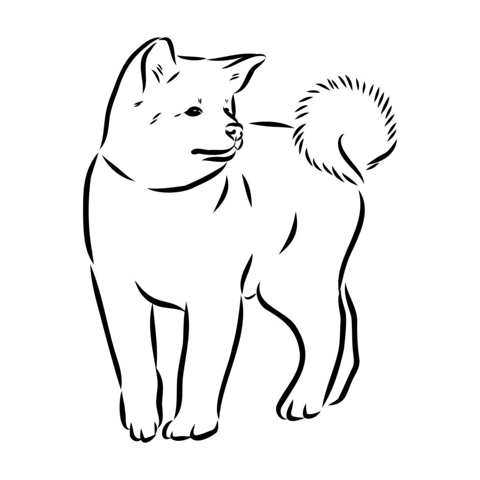 akita inu dog vector sketch