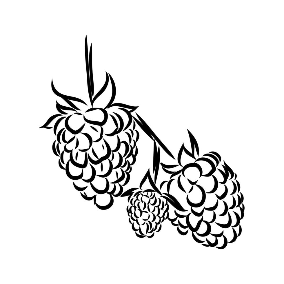 raspberry vector sketch