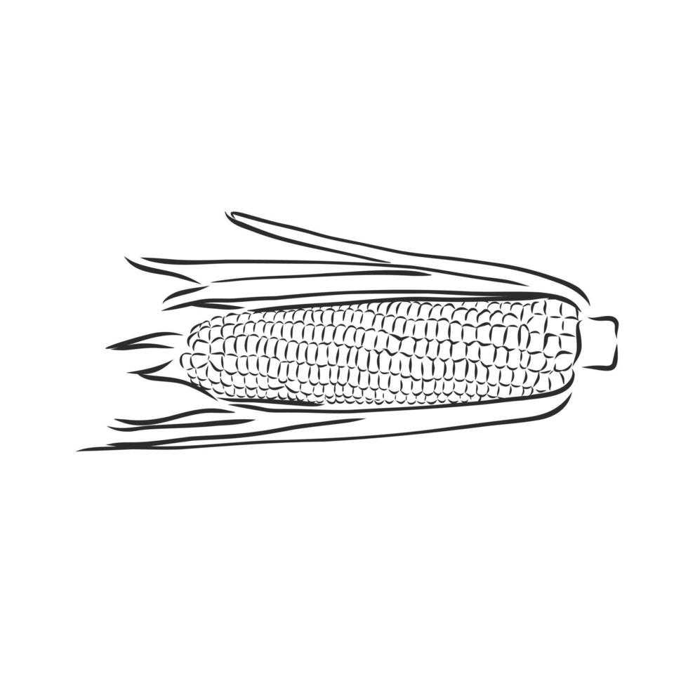 corn vector sketch