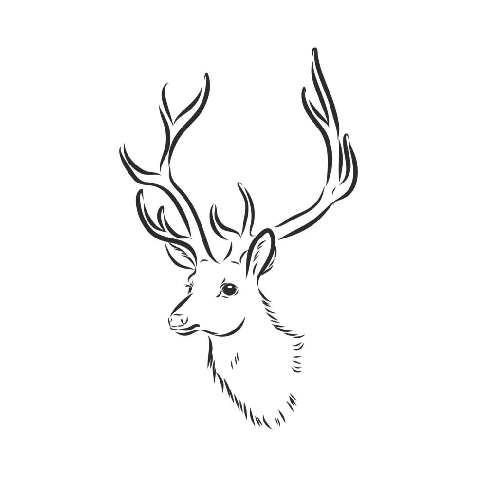 deer vector sketch