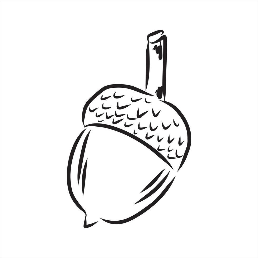 acorn vector sketch