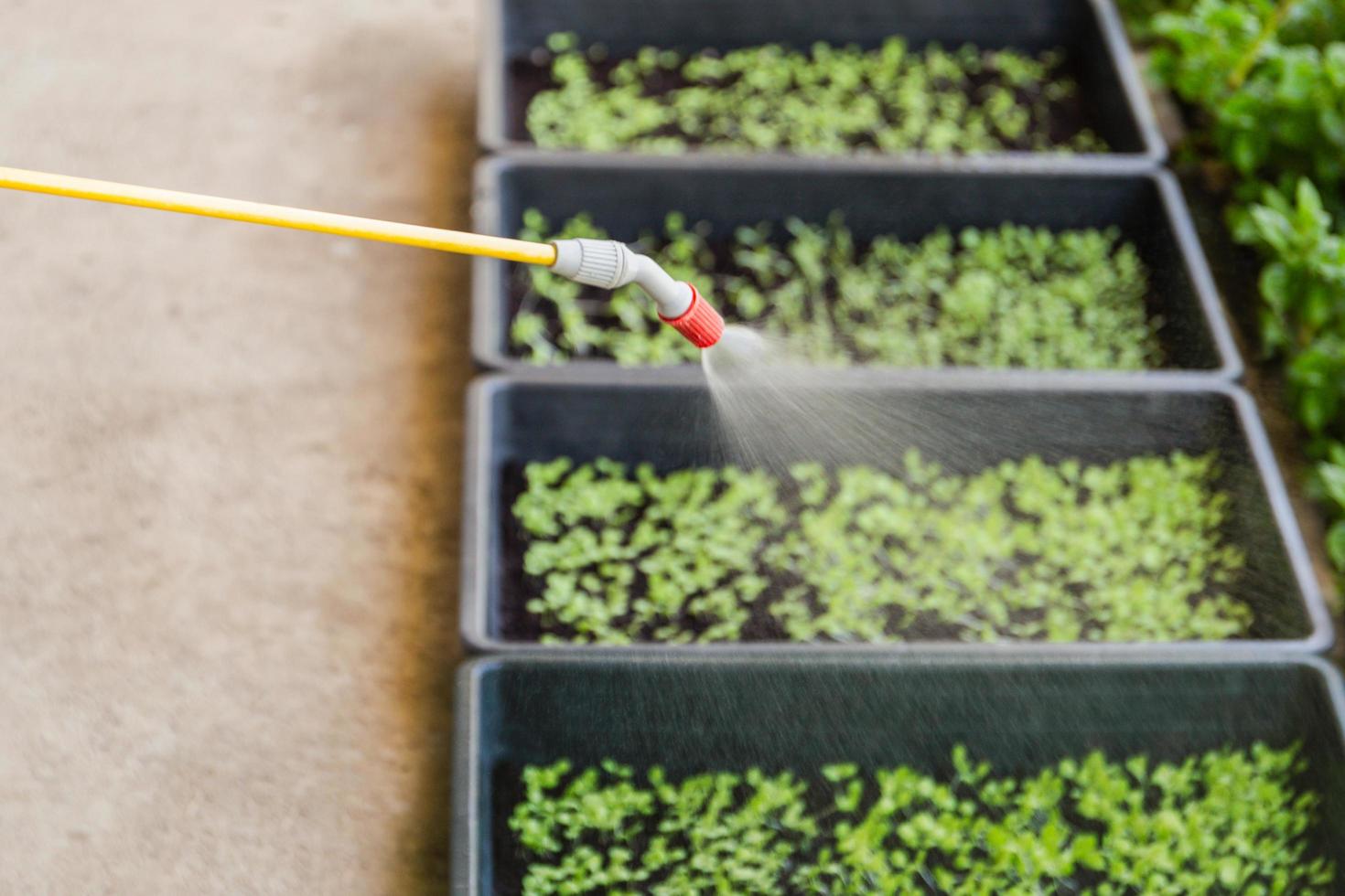 Farmer watering baby green sprouts in Nursery tray. photo