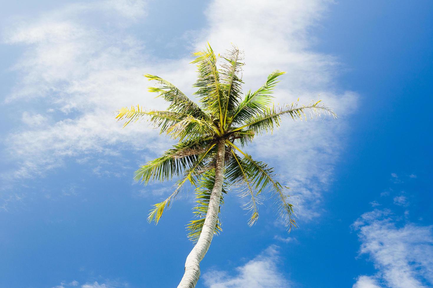 palmeras de coco contra el cielo azul con nubes. foto