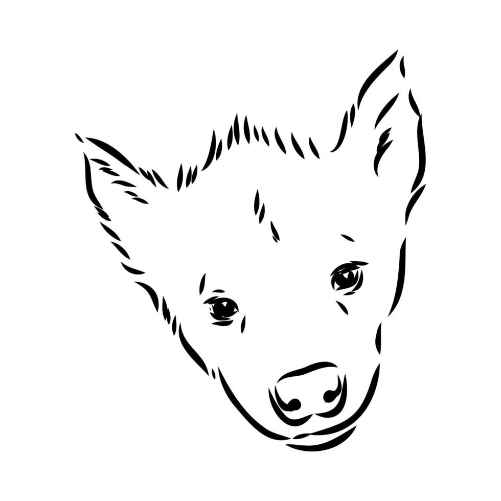 hyena vector sketch