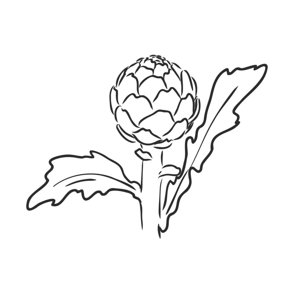 artichoke vector sketch