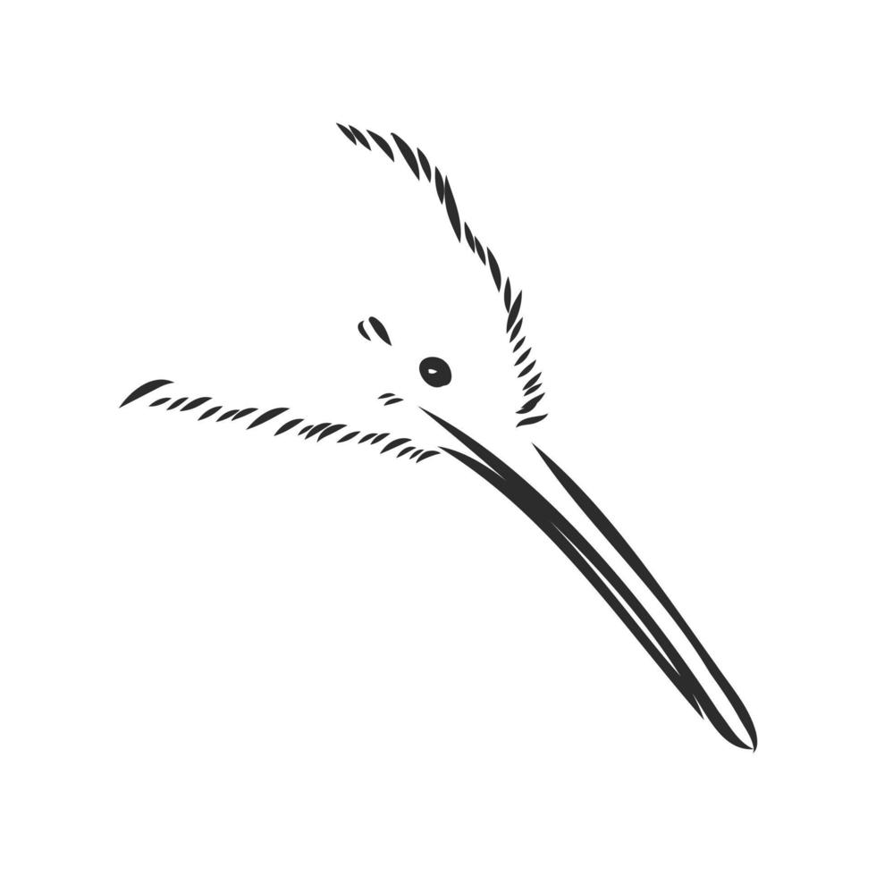 bosquejo del vector del pájaro del kiwi