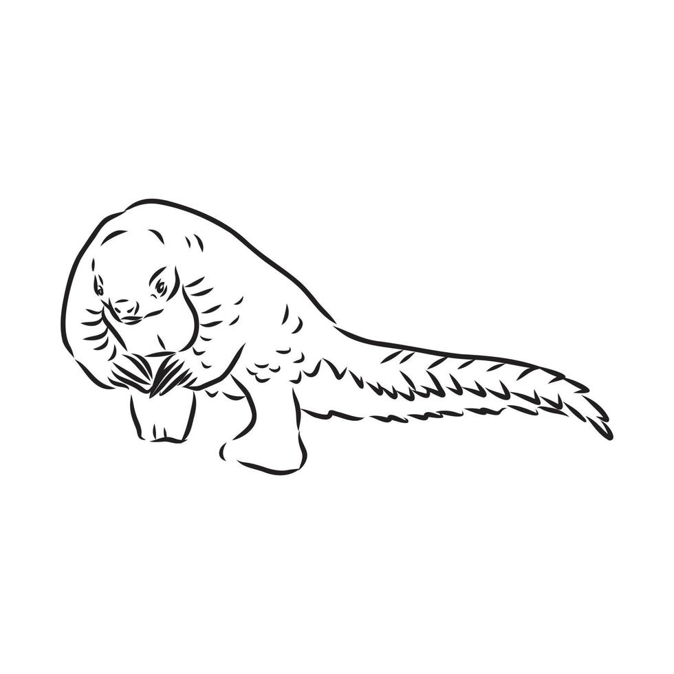 pangolin vector sketch