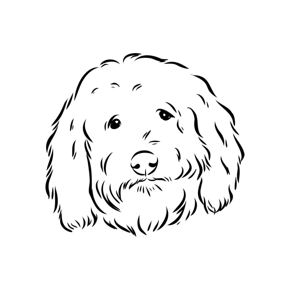 australian poodle vector sketch