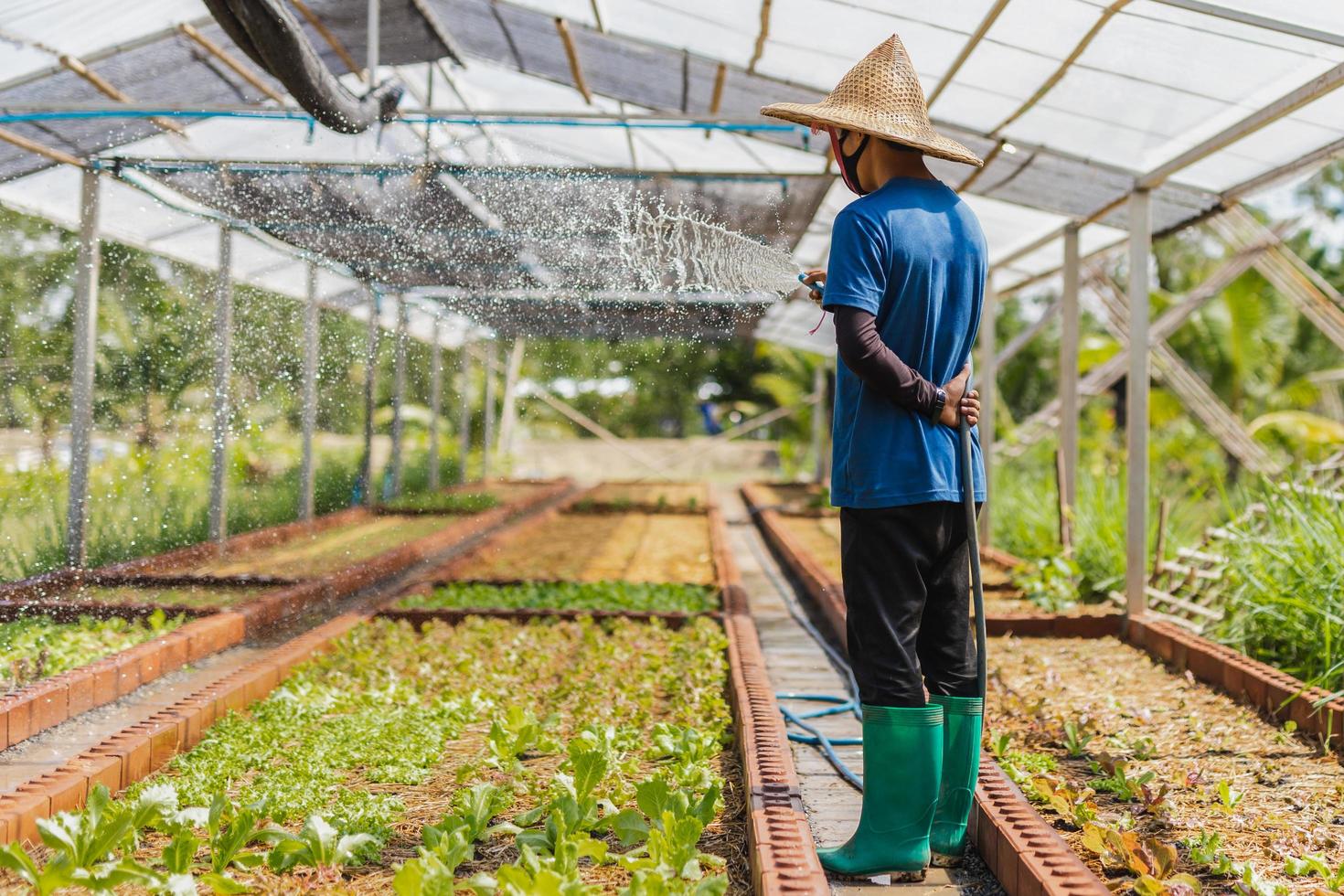 Man watering a growing vegetable with water hose in organic farm. photo