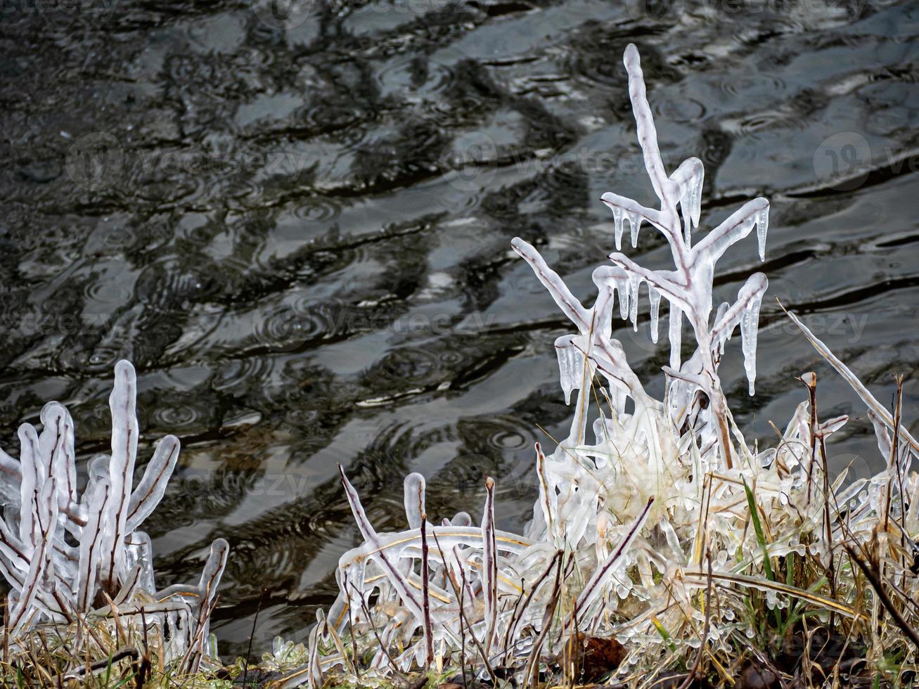 frost on the grass photo