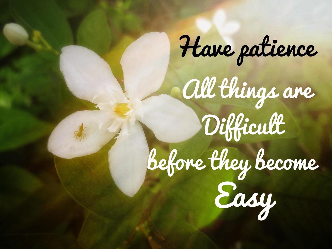 Sun rays on white flowers in a field with a motivational and inspirational quote photo