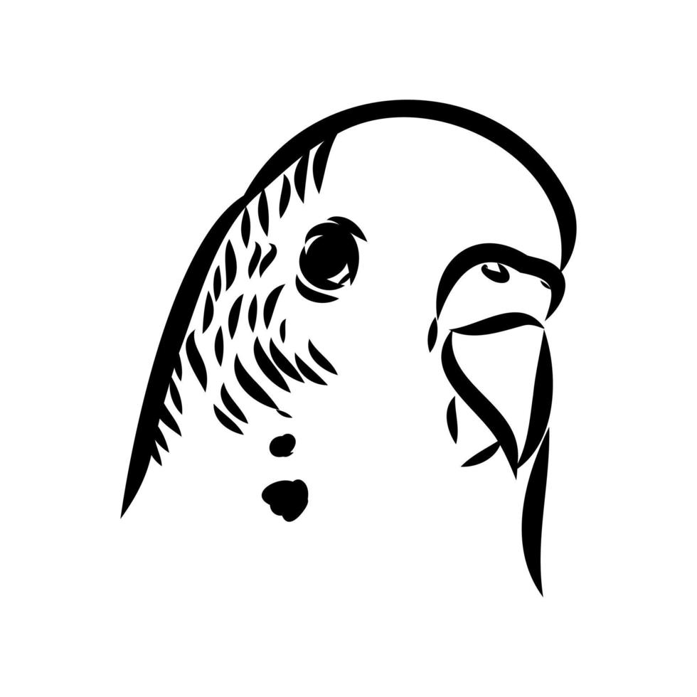 budgie vector sketch