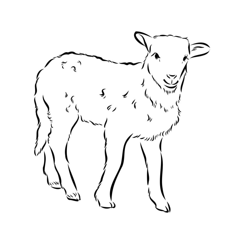 bosquejo del vector de ovejas