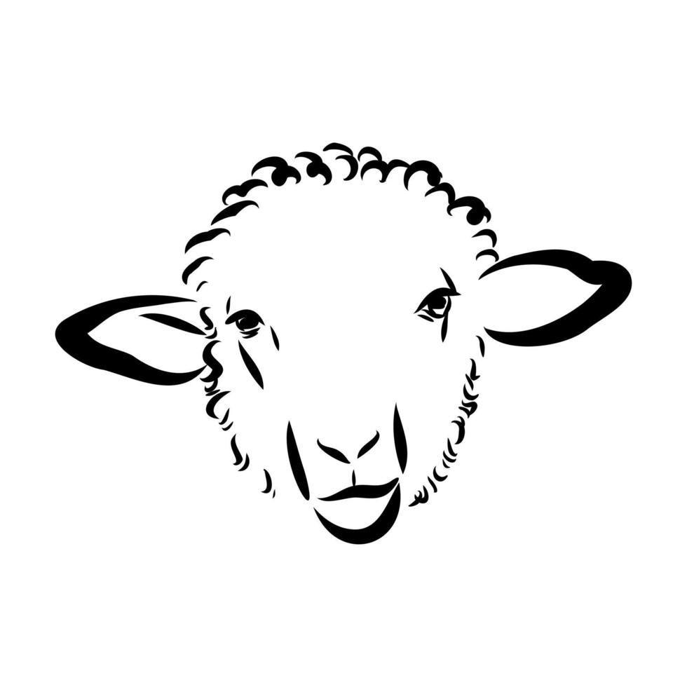 sheep vector sketch