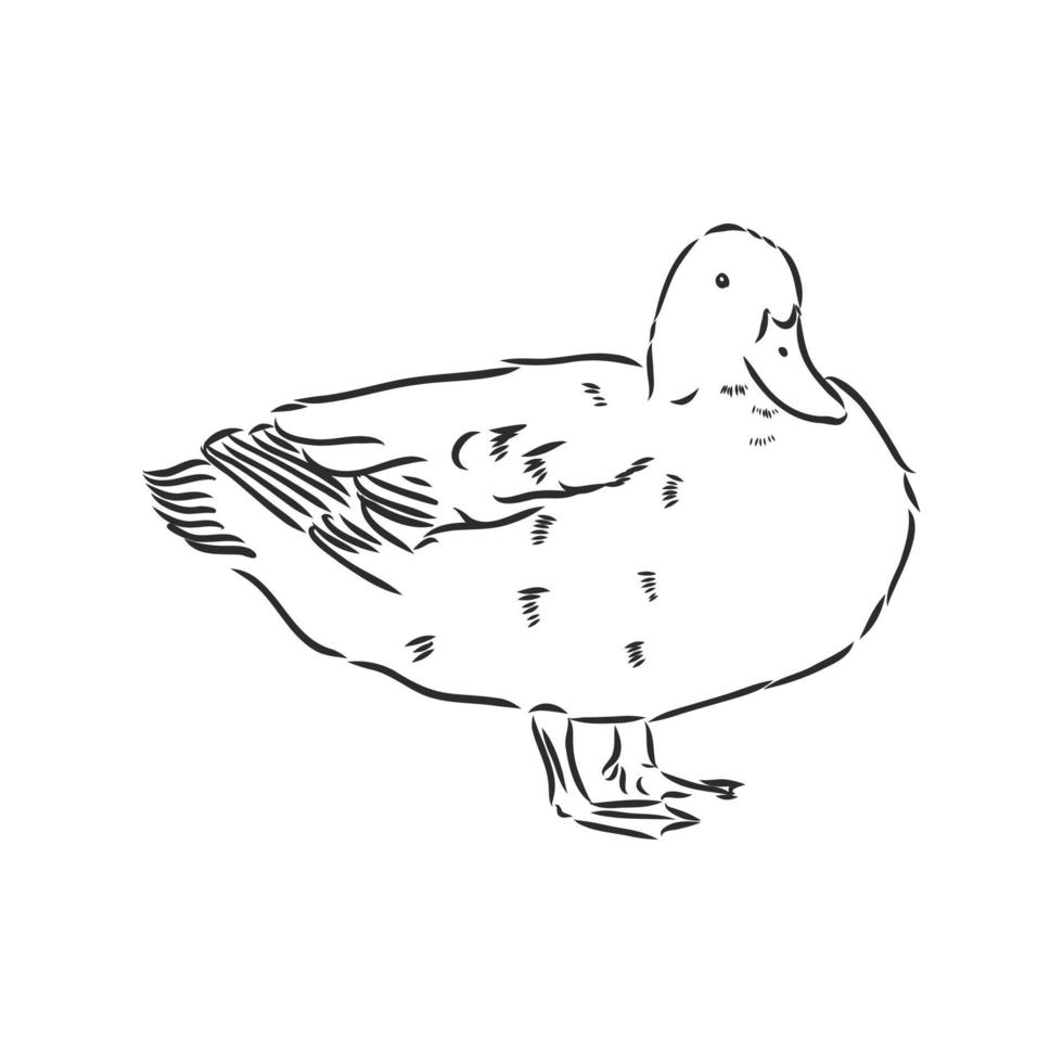 dibujo vectorial de pato vector