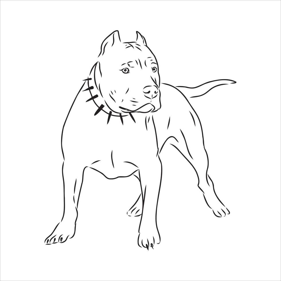 dibujo vectorial pit bull terrier vector