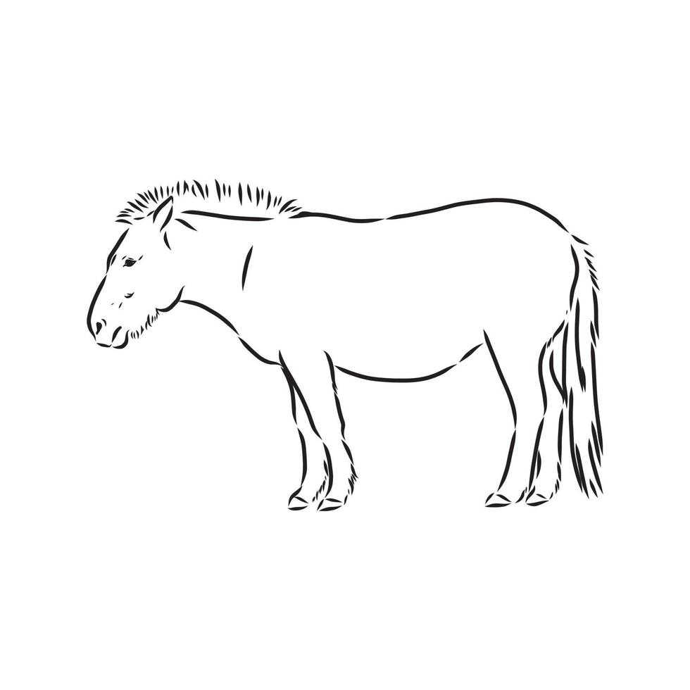 przewalski's horse vector sketch