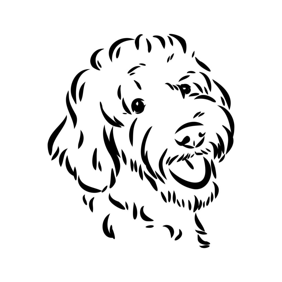 australian poodle vector sketch