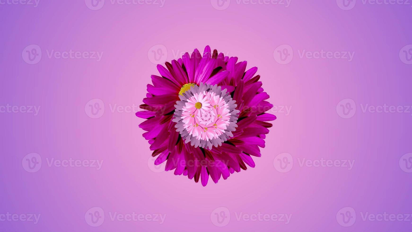 Mirror flower kaleidoscope. Purple, pink and white daisies. photo