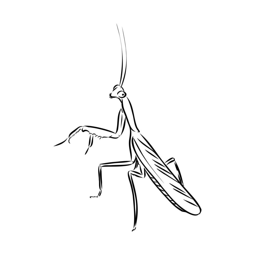 mantis vector sketch