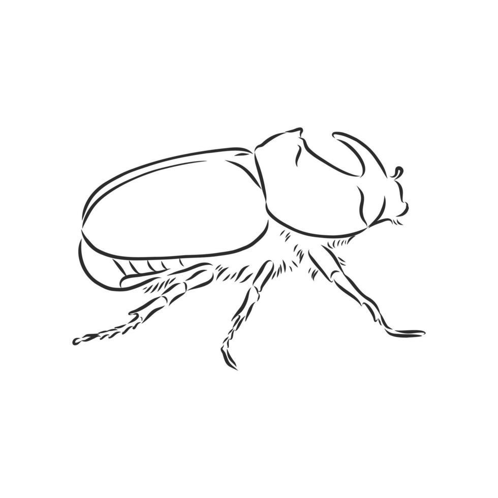 rhinoceros beetle vector sketch