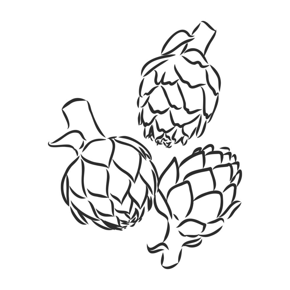 artichoke vector sketch