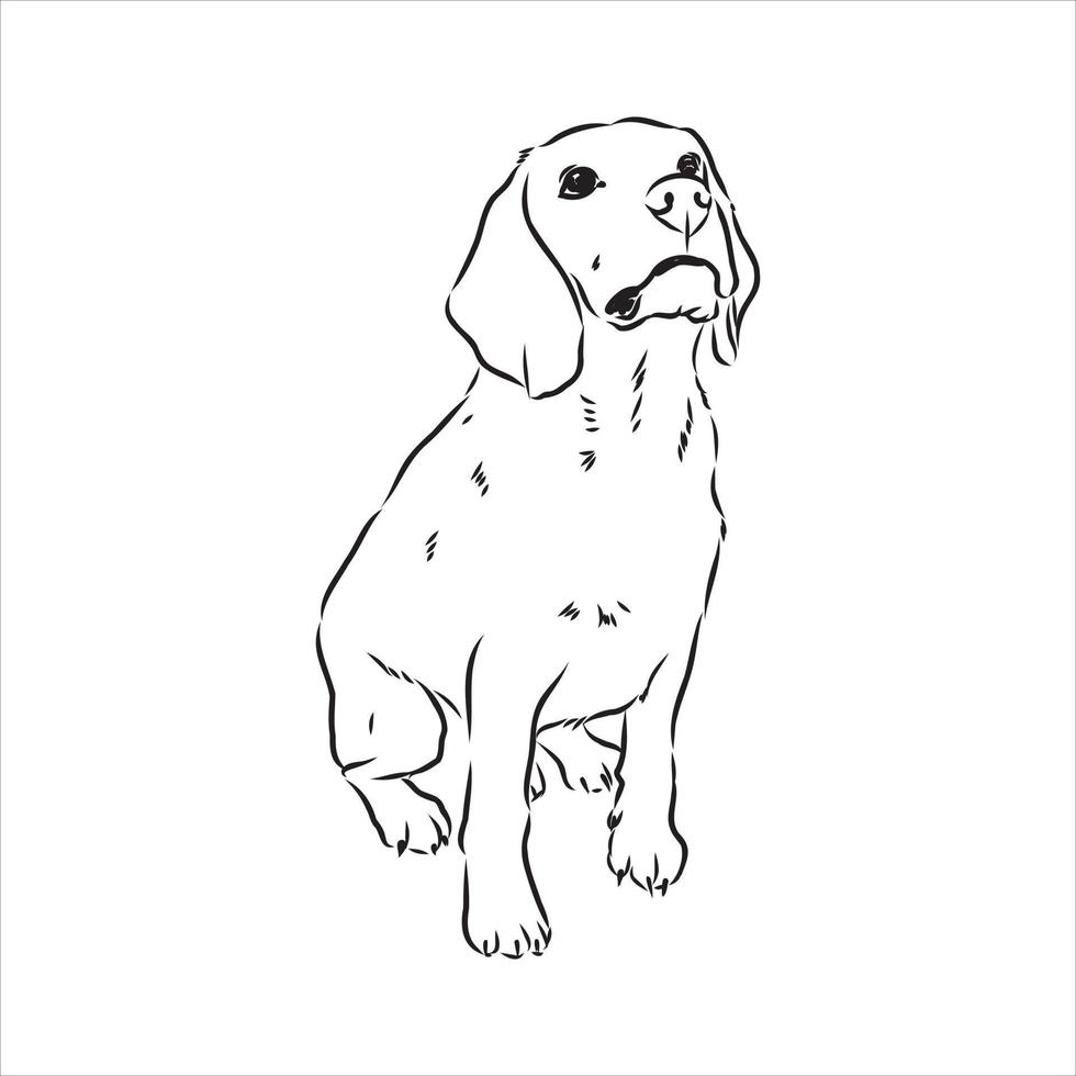 beagle dog vector sketch