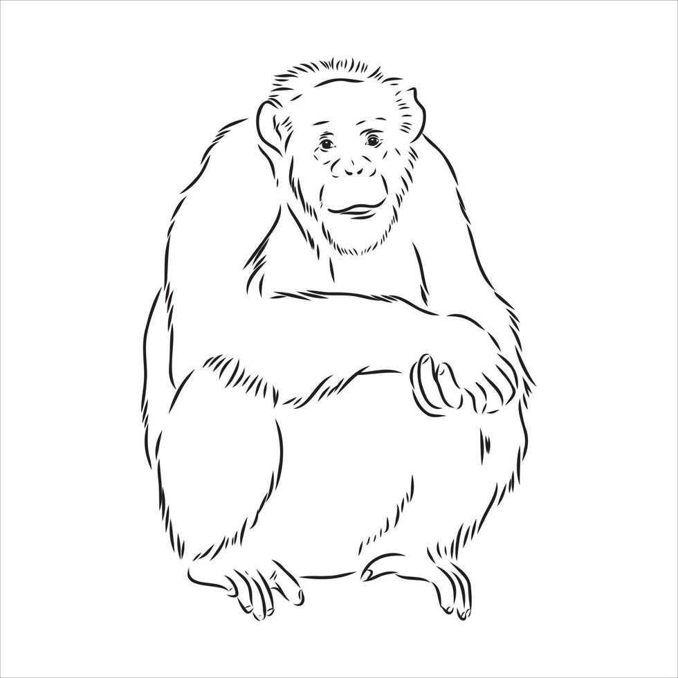 chimpanzee vector sketch