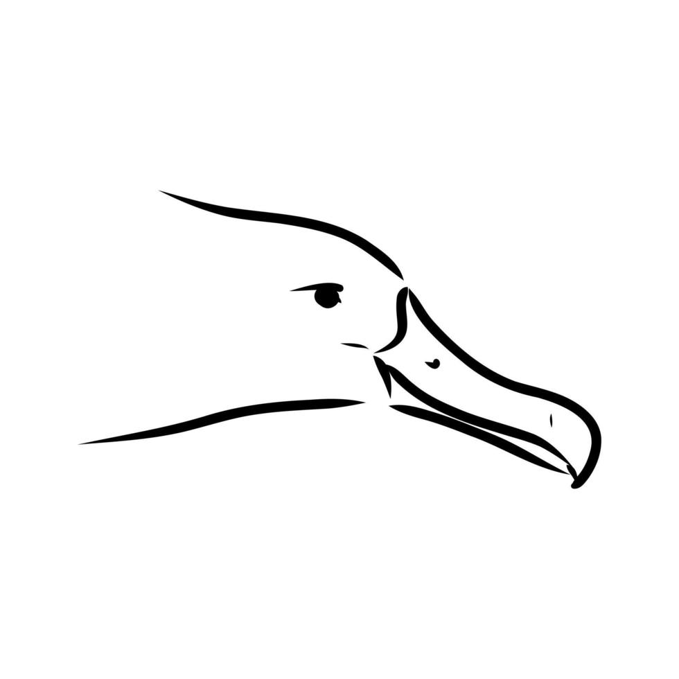 albatross vector sketch