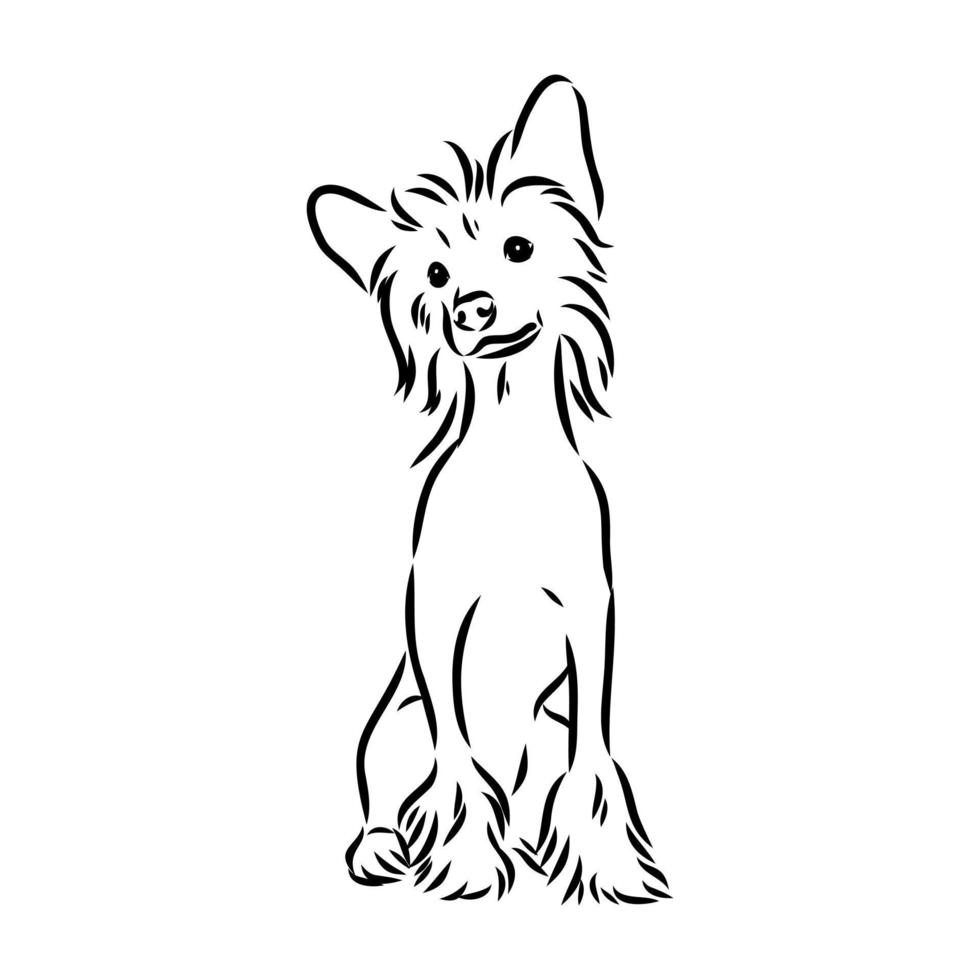 chinese crested dog vector sketch