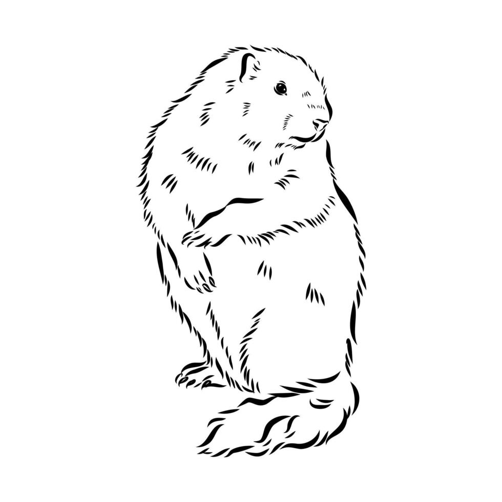 bosquejo del vector de la marmota