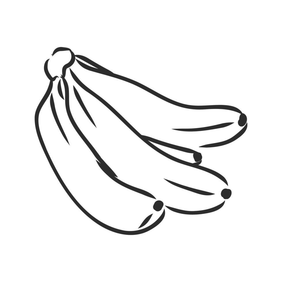 banana vector sketch