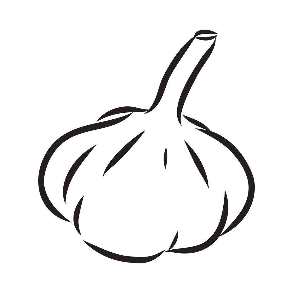 garlic vector sketch