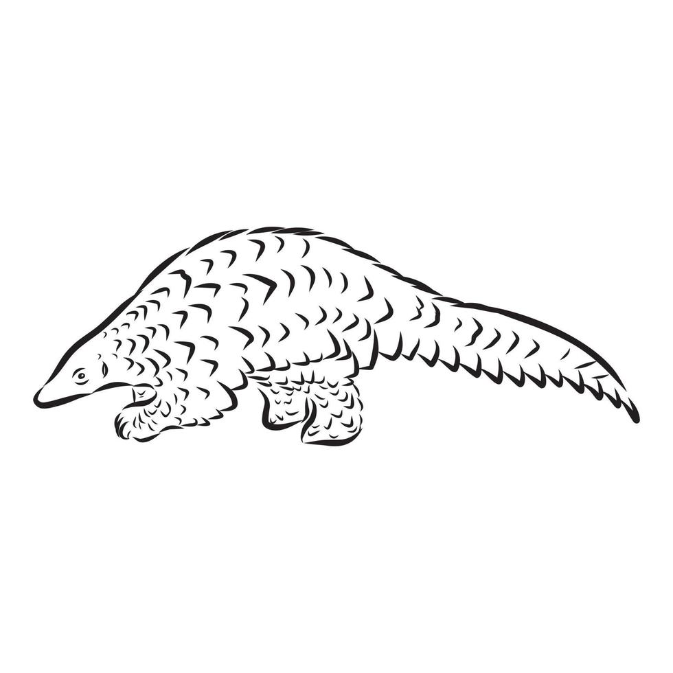 pangolin vector sketch