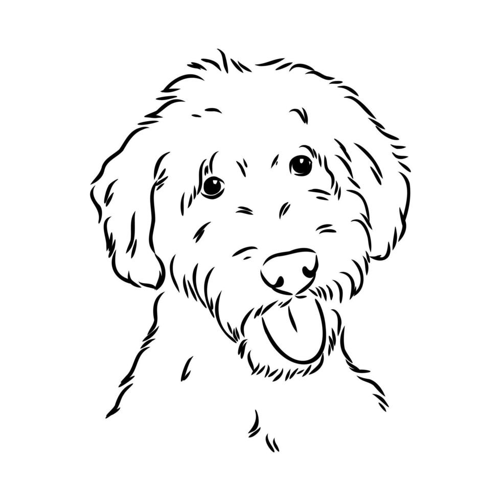 australian poodle vector sketch