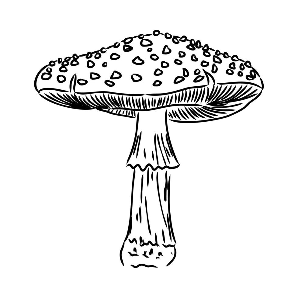 fly agaric vector sketch