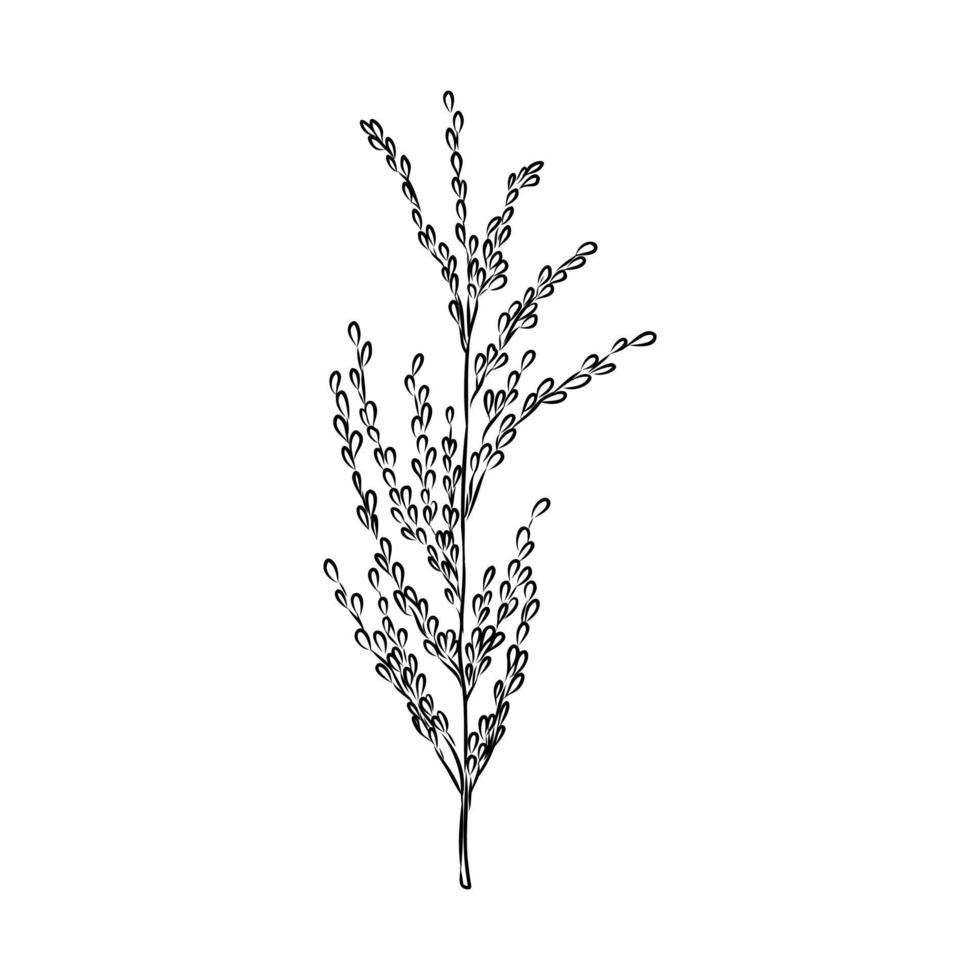 rice plant vector sketch