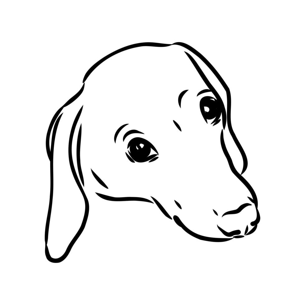 dachshund vector sketch