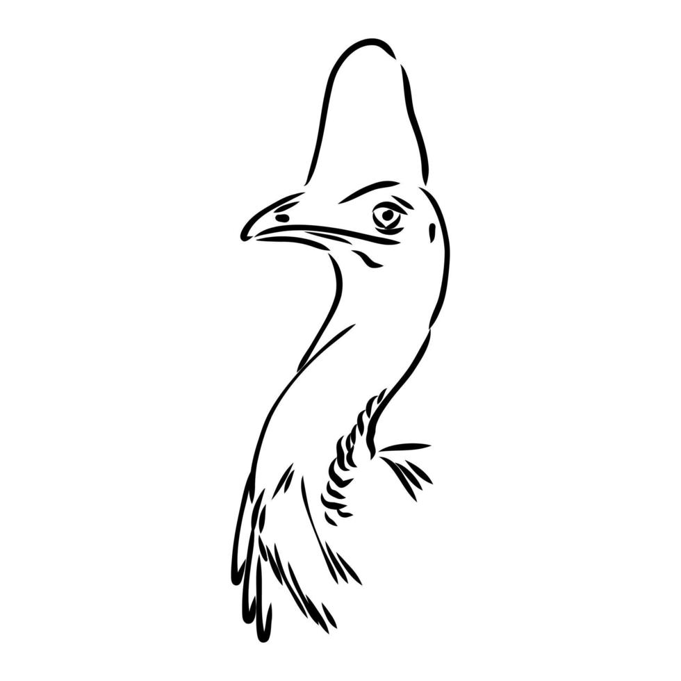 cassowary vector sketch