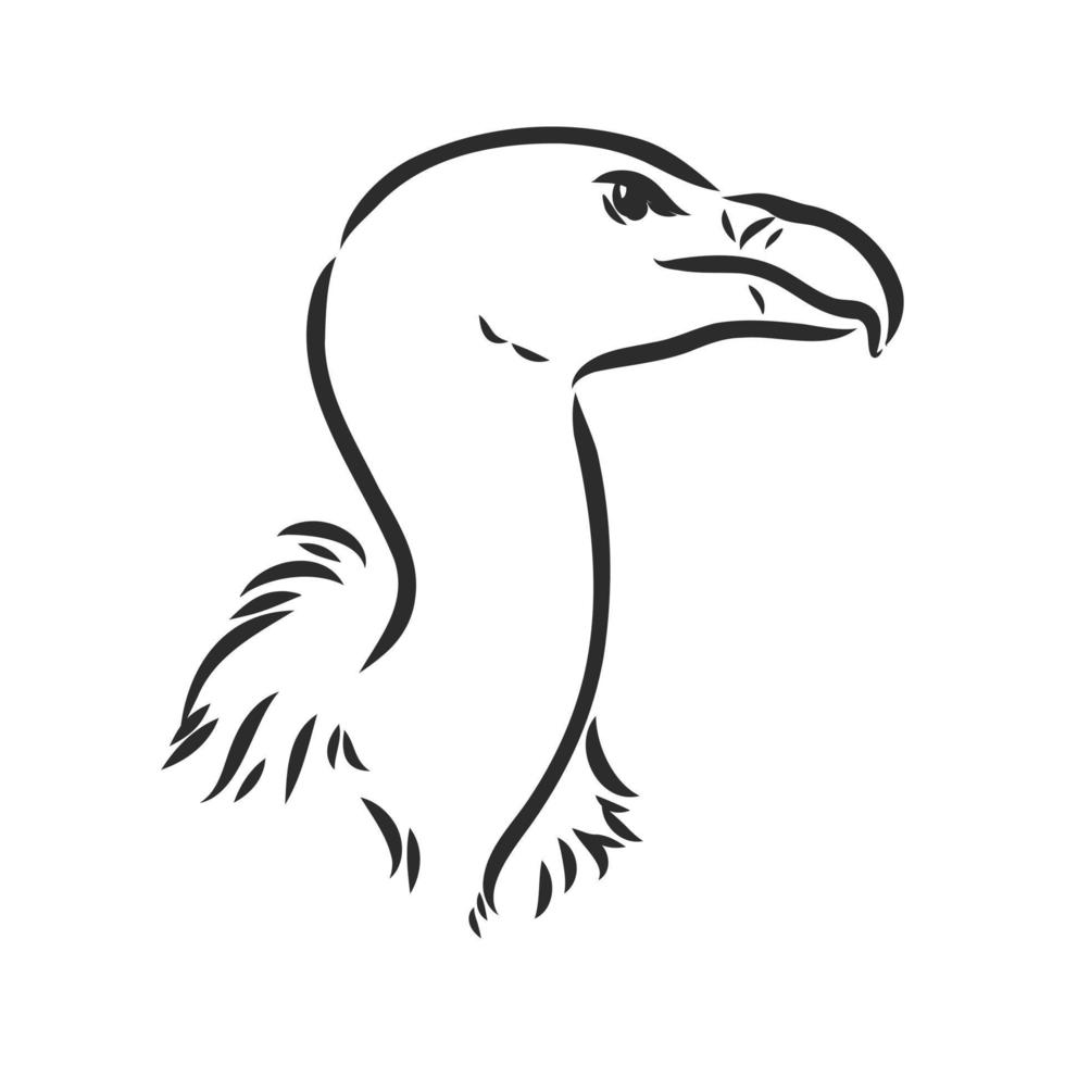 vulture vector sketch