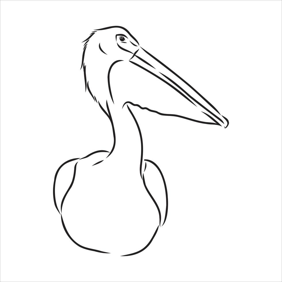 pelican vector sketch