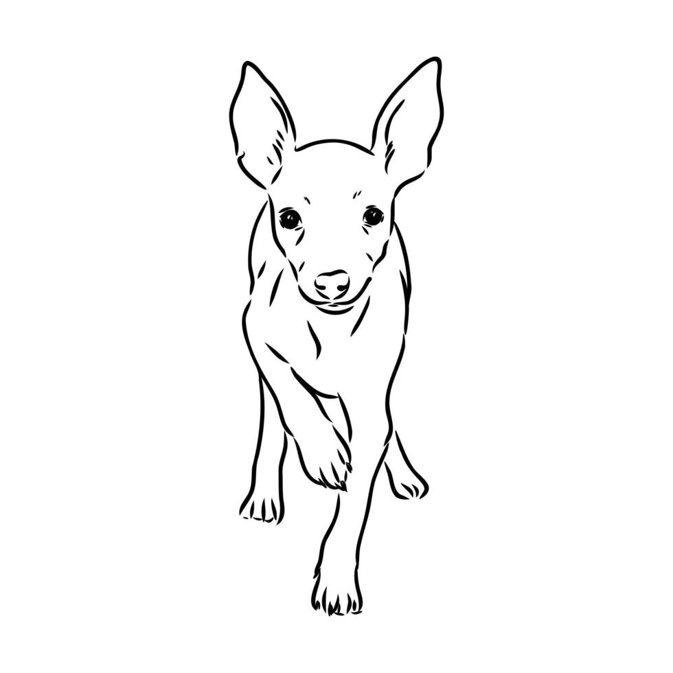 bosquejo del vector del terrier de juguete