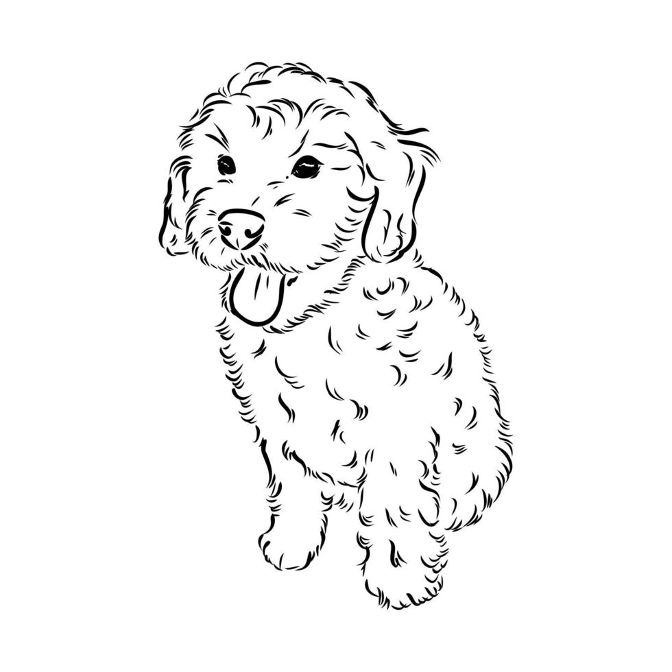 australian poodle vector sketch