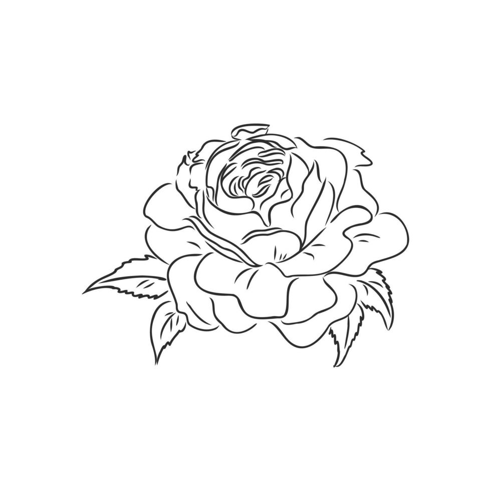 flower vector sketch