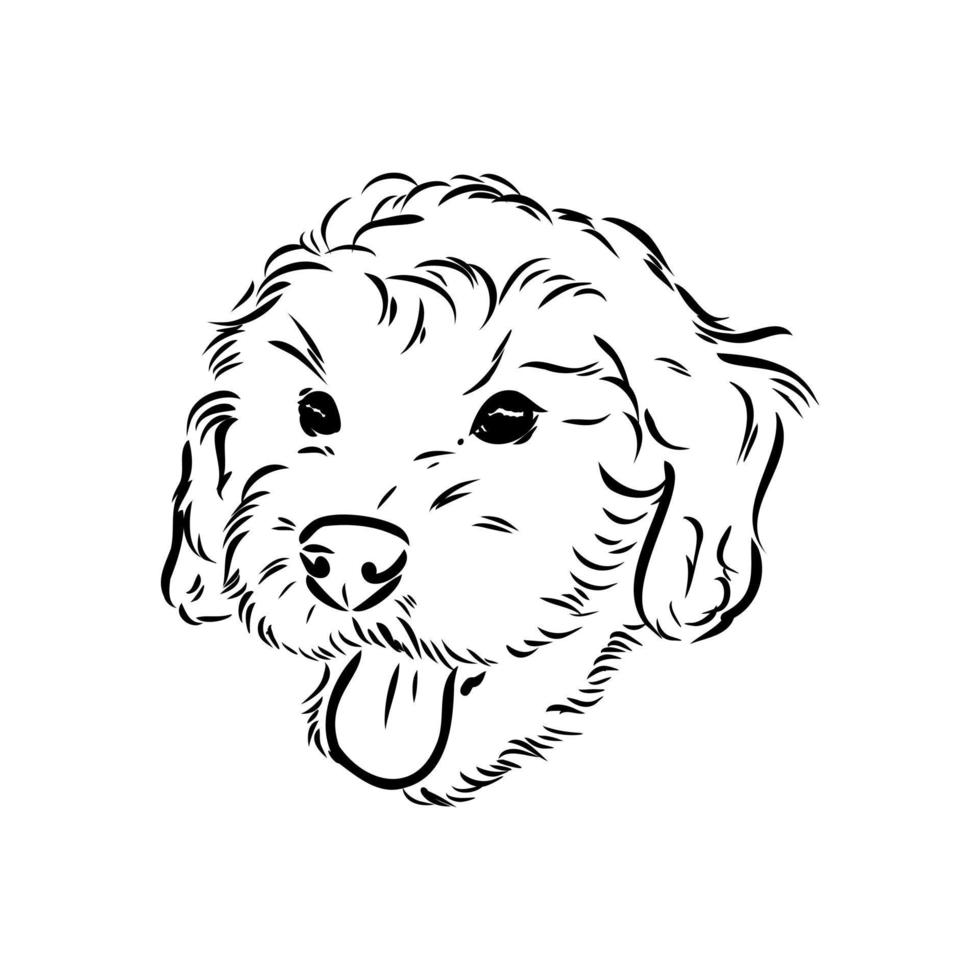 australian poodle vector sketch