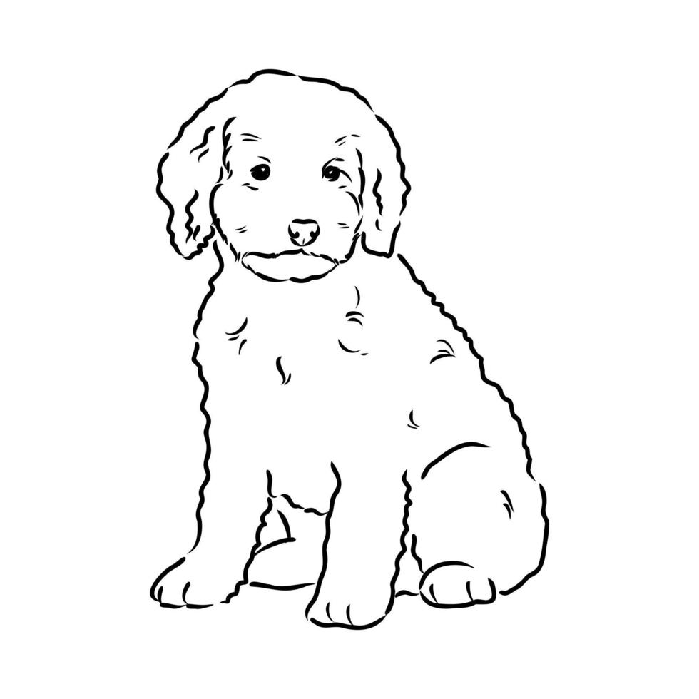 australian poodle vector sketch