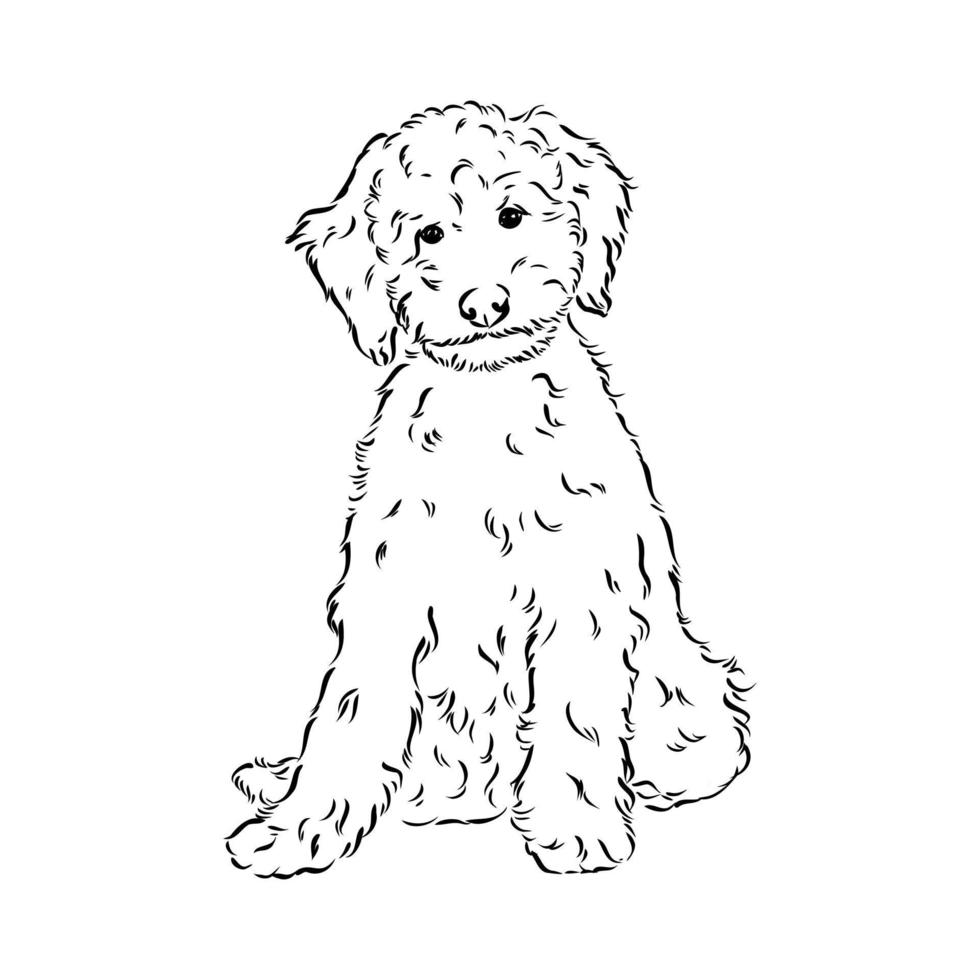 australian poodle vector sketch